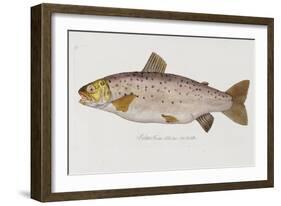 Hand Colored Enraving of a Salmon, 1785-1794-Baron Carl Von Meidinger-Framed Giclee Print