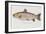 Hand Colored Enraving of a Salmon, 1785-1794-Baron Carl Von Meidinger-Framed Giclee Print