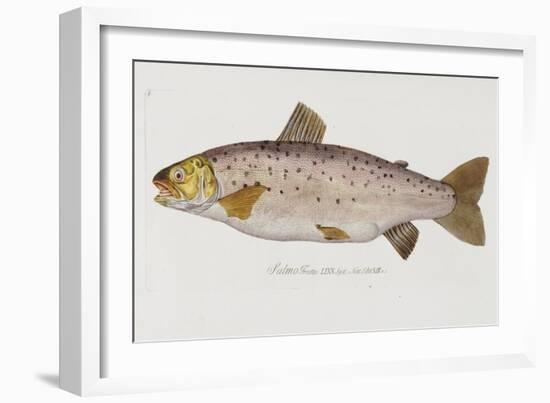 Hand Colored Enraving of a Salmon, 1785-1794-Baron Carl Von Meidinger-Framed Giclee Print
