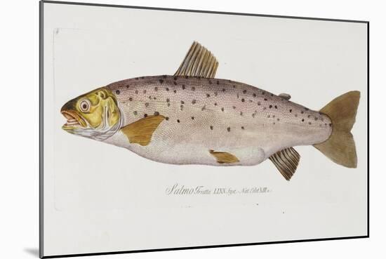 Hand Colored Enraving of a Salmon, 1785-1794-Baron Carl Von Meidinger-Mounted Giclee Print