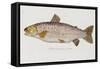 Hand Colored Enraving of a Salmon, 1785-1794-Baron Carl Von Meidinger-Framed Stretched Canvas