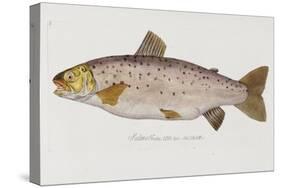 Hand Colored Enraving of a Salmon, 1785-1794-Baron Carl Von Meidinger-Stretched Canvas