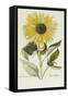 Hand Coloured Engraving of a Sunflower-George Wolfgang Knorr-Framed Stretched Canvas