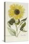 Hand Coloured Engraving of a Sunflower-George Wolfgang Knorr-Stretched Canvas