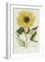 Hand Coloured Engraving of a Sunflower-George Wolfgang Knorr-Framed Giclee Print