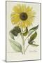 Hand Coloured Engraving of a Sunflower-George Wolfgang Knorr-Mounted Giclee Print