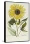 Hand Coloured Engraving of a Sunflower-George Wolfgang Knorr-Framed Stretched Canvas