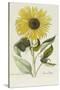 Hand Coloured Engraving of a Sunflower-George Wolfgang Knorr-Stretched Canvas