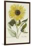 Hand Coloured Engraving of a Sunflower-George Wolfgang Knorr-Framed Giclee Print