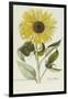 Hand Coloured Engraving of a Sunflower-George Wolfgang Knorr-Framed Giclee Print