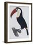 Hand Coloured Engraving of a Toucan, 1806-Francois Levaillant-Framed Giclee Print