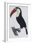 Hand Coloured Engraving of a Toucan, 1806-Francois Levaillant-Framed Giclee Print