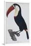 Hand Coloured Engraving of a Toucan, 1806-Francois Levaillant-Framed Giclee Print