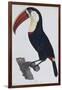 Hand Coloured Engraving of a Toucan, 1806-Francois Levaillant-Framed Giclee Print