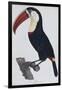 Hand Coloured Engraving of a Toucan, 1806-Francois Levaillant-Framed Giclee Print