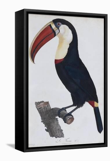 Hand Coloured Engraving of a Toucan, 1806-Francois Levaillant-Framed Stretched Canvas