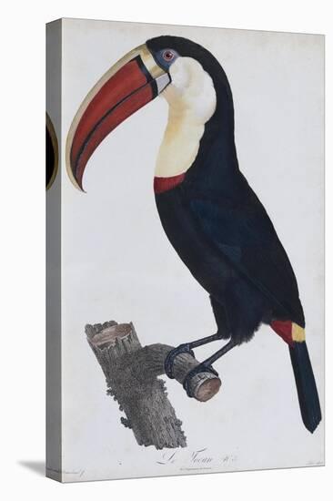 Hand Coloured Engraving of a Toucan, 1806-Francois Levaillant-Stretched Canvas