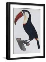 Hand Coloured Engraving of a Toucan, 1806-Francois Levaillant-Framed Giclee Print