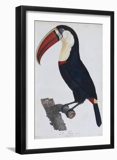 Hand Coloured Engraving of a Toucan, 1806-Francois Levaillant-Framed Giclee Print