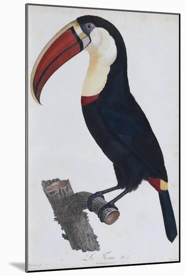 Hand Coloured Engraving of a Toucan, 1806-Francois Levaillant-Mounted Giclee Print