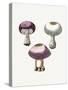 Hand Darwn Violet Webcap Mushroom-Biodiversity Heritage Library-Stretched Canvas