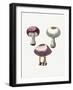 Hand Darwn Violet Webcap Mushroom-Biodiversity Heritage Library-Framed Giclee Print