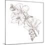 Hand Drawing Hibiscus Flower-Acnaleksy-Mounted Art Print