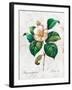 Hand Drawn Botanical Illustration in Vintage Style.Vector Set of Watercolor Hand Drawn White Rose I-Yana Fefelova-Framed Art Print