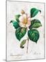 Hand Drawn Botanical Illustration in Vintage Style.Vector Set of Watercolor Hand Drawn White Rose I-Yana Fefelova-Mounted Art Print