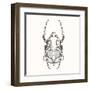 Hand Drawn Engraving Sketch Scarab Beetle, May Bug, European Diving Beetle. Vector Illustration For-panki-Framed Art Print