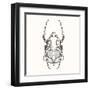 Hand Drawn Engraving Sketch Scarab Beetle, May Bug, European Diving Beetle. Vector Illustration For-panki-Framed Art Print