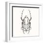 Hand Drawn Engraving Sketch Scarab Beetle, May Bug, European Diving Beetle. Vector Illustration For-panki-Framed Art Print