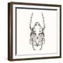 Hand Drawn Engraving Sketch Scarab Beetle, May Bug, European Diving Beetle. Vector Illustration For-panki-Framed Art Print