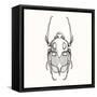 Hand Drawn Engraving Sketch Scarab Beetle, May Bug, European Diving Beetle. Vector Illustration For-panki-Framed Stretched Canvas