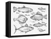 Hand Drawn Fish. Sketch Trout, Carp, Tuna, Herring, Flounder, Anchovy. Vector Illustration-AVA Bitter-Framed Stretched Canvas