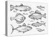 Hand Drawn Fish. Sketch Trout, Carp, Tuna, Herring, Flounder, Anchovy. Vector Illustration-AVA Bitter-Stretched Canvas