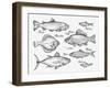Hand Drawn Fish. Sketch Trout, Carp, Tuna, Herring, Flounder, Anchovy. Vector Illustration-AVA Bitter-Framed Art Print