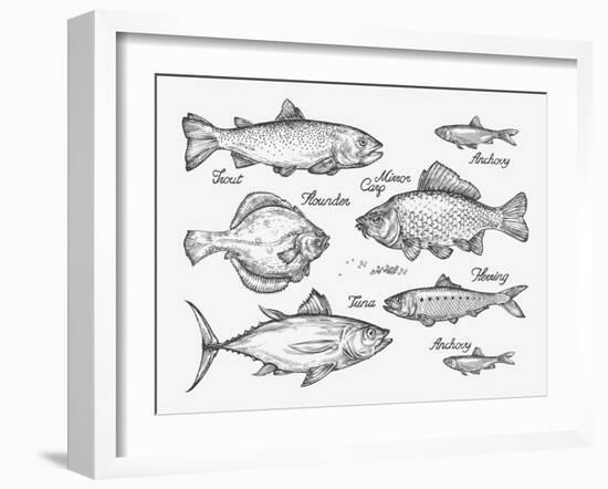 Hand Drawn Fish. Sketch Trout, Carp, Tuna, Herring, Flounder, Anchovy. Vector Illustration-AVA Bitter-Framed Art Print