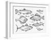 Hand Drawn Fish. Sketch Trout, Carp, Tuna, Herring, Flounder, Anchovy. Vector Illustration-AVA Bitter-Framed Art Print