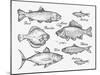 Hand Drawn Fish. Sketch Trout, Carp, Tuna, Herring, Flounder, Anchovy. Vector Illustration-AVA Bitter-Mounted Art Print