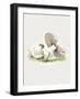 Hand Drawn Horse Mushroom Standing-Biodiversity Heritage Library-Framed Giclee Print