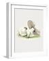 Hand Drawn Horse Mushroom Standing-Biodiversity Heritage Library-Framed Giclee Print