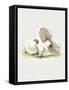 Hand Drawn Horse Mushroom Standing-Biodiversity Heritage Library-Framed Stretched Canvas