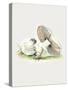 Hand Drawn Horse Mushroom Standing-Biodiversity Heritage Library-Stretched Canvas