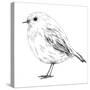 Hand-Drawn Robin-aggressor-Stretched Canvas