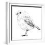 Hand-Drawn Robin-aggressor-Framed Premium Giclee Print