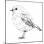 Hand-Drawn Robin-aggressor-Mounted Premium Giclee Print