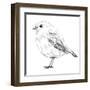 Hand-Drawn Robin-aggressor-Framed Art Print