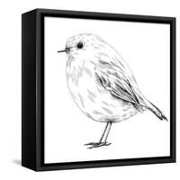 Hand-Drawn Robin-aggressor-Framed Stretched Canvas