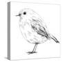 Hand-Drawn Robin-aggressor-Stretched Canvas